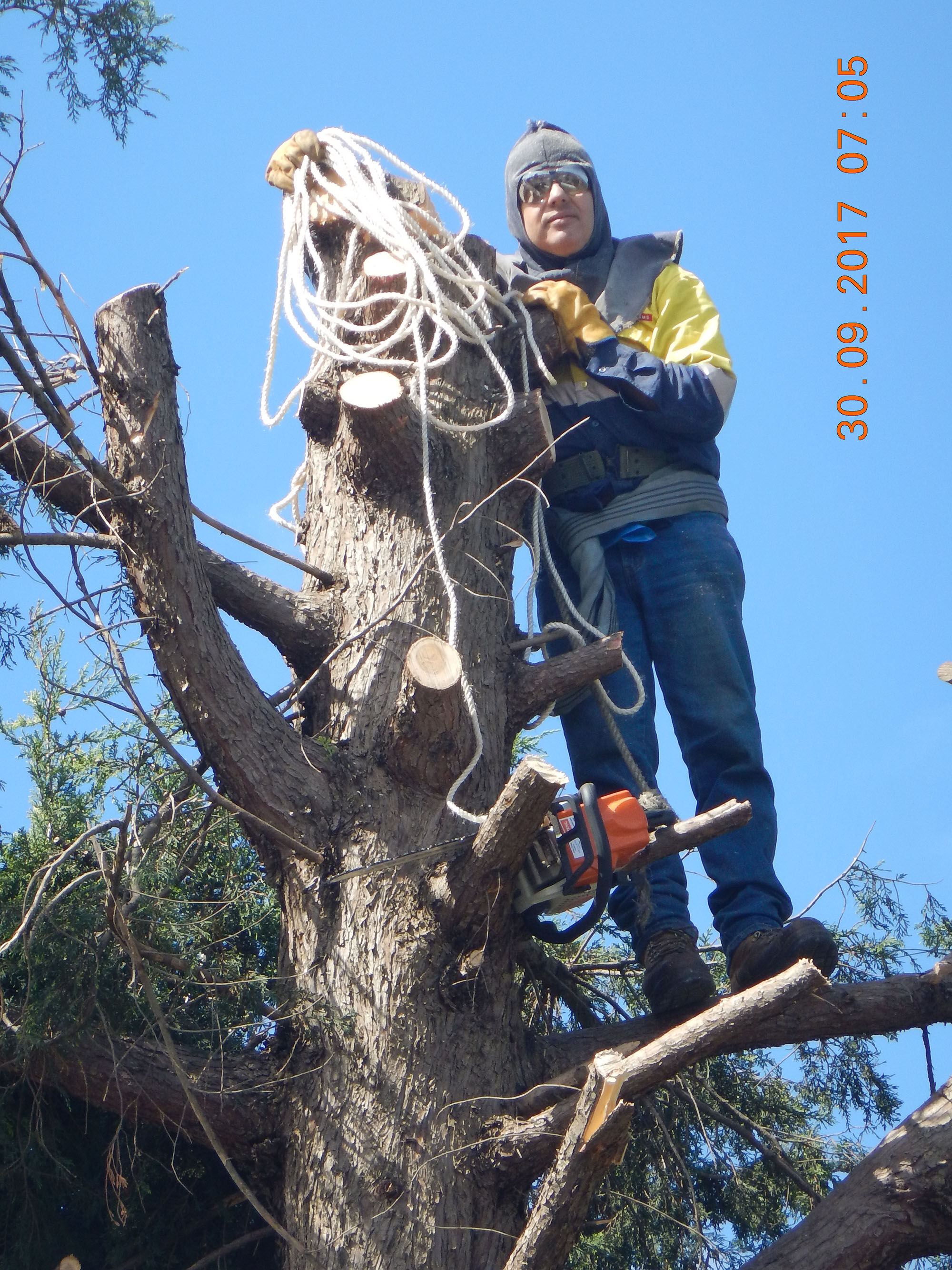 Tree Cutting  Endeavour Hills11