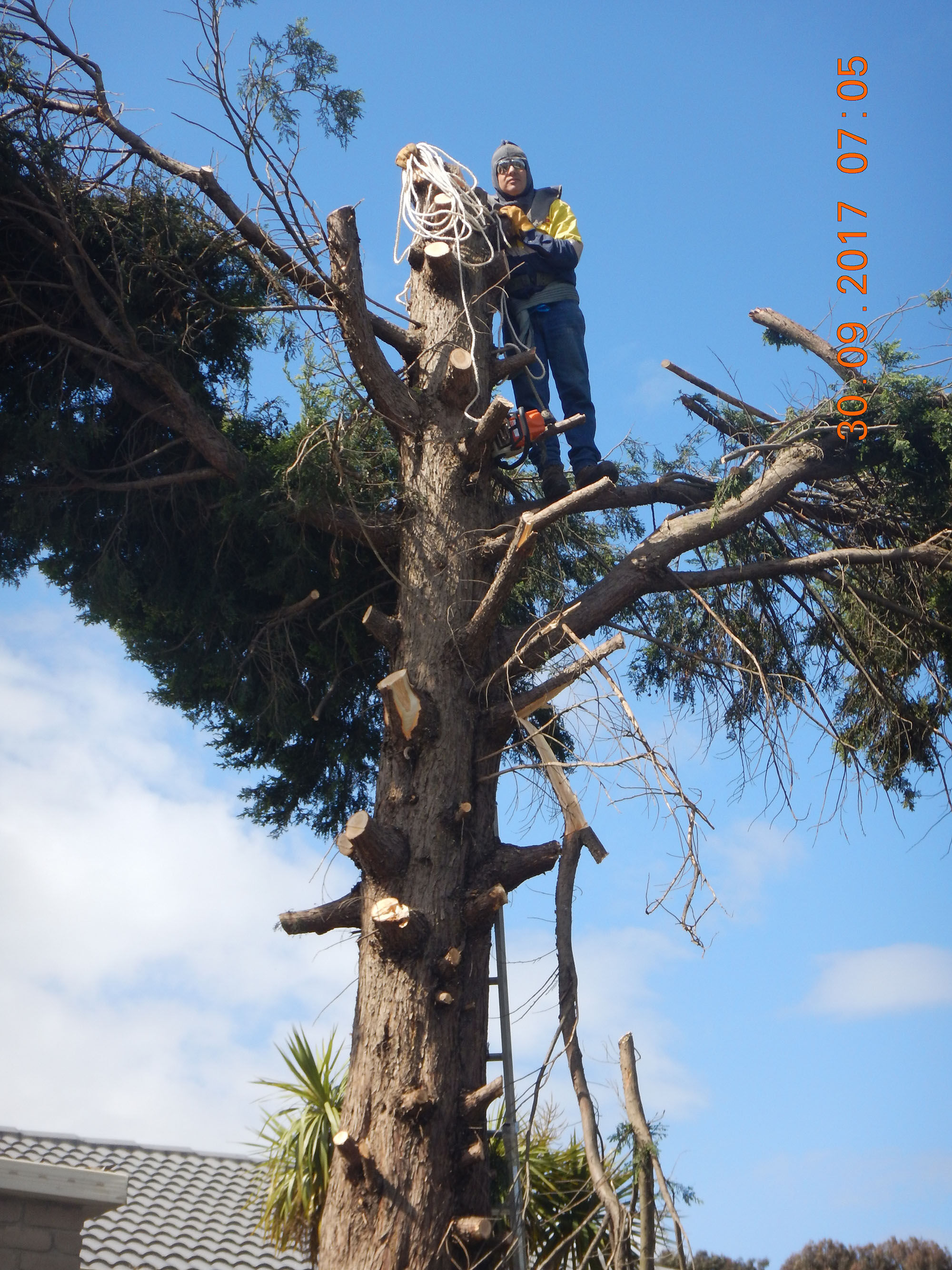 Tree Cutting 10